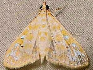Leucochroma corope
