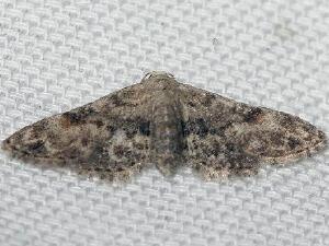 Sigela brauneata