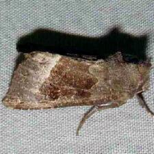 Papaipema nebris