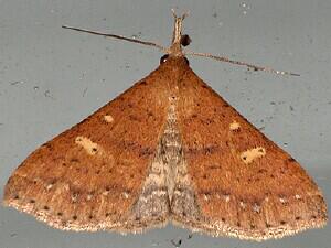 Renia fraternalis