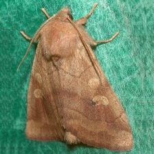 Enargia infumata