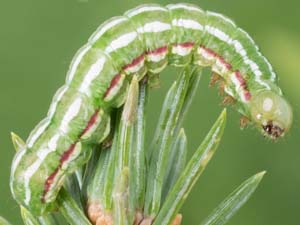 Feralia jocosa