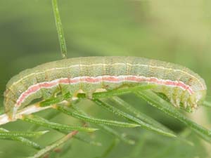 Anarta trifolii
