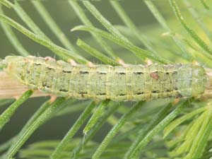 Anarta trifolii