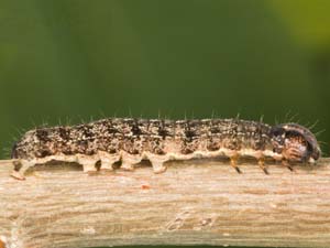 Egira dolosa