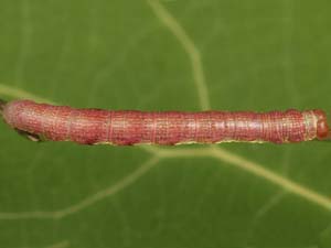 Speranza loricaria