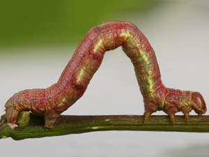 Speranza loricaria