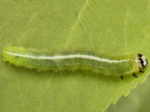 Ipimorpha pleonectusa