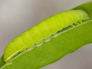 Psaphida rolandi