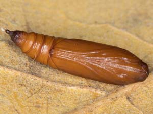 Desmia maculalis
