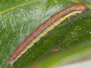 Oneida lunulalis