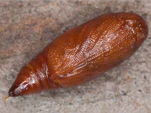Pseudothyris sepulchralis