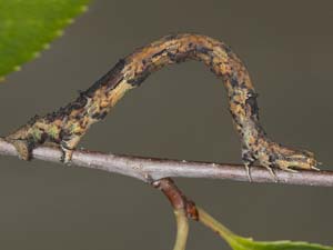 Euchlaena amoenaria