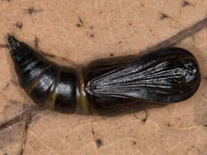 Euchlaena amoenaria