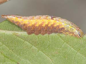 Baltodonta broui