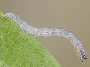Spiloloma lunilinea