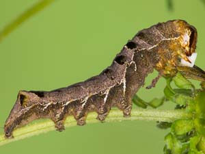 Cirrhophanus triangulifer