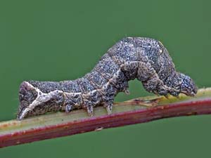 Condica albigera