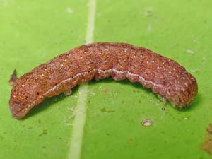 Chaetaglaea sericea
