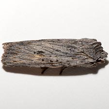 Lithophane contenta