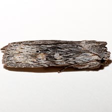 Lithophane contenta