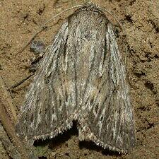 Sympistis riparia