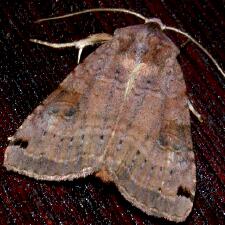 Xestia smithii