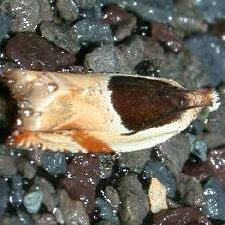 Ancylis burgessiana