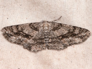 Stenoporpia anastomosaria