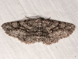 Stenoporpia anastomosaria