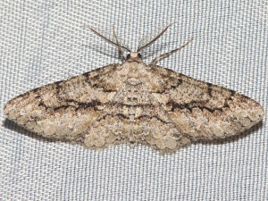 Stenoporpia anastomosaria