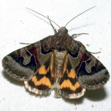 Drasteria occulta