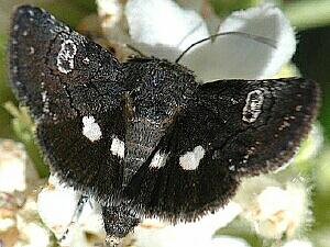Copanarta sexpunctata