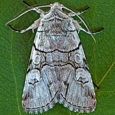Sympistis chionanthi