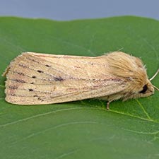 Globia subflava