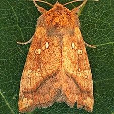 Papaipema harrisii