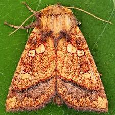 Papaipema harrisii