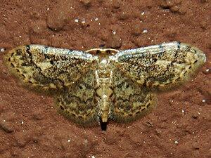 Idaea celtima