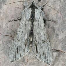 Cucullia speyeri
