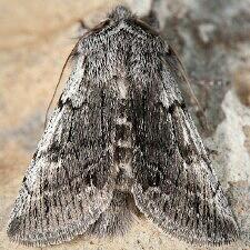 Pleromelloida conserta