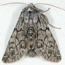 Pleromelloida conserta