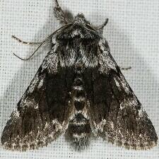 Pleromelloida conserta