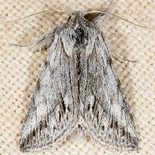 Pleromelloida cinerea