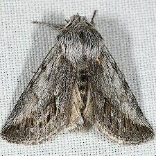 Pleromelloida cinerea