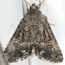 Sympistis parvanigra