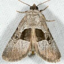 Sympistis umbrifascia