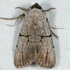 Sympistis greyi