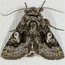 Behrensia conchiformis
