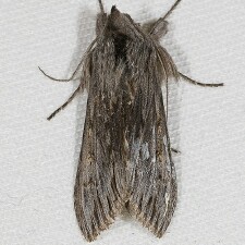 Cucullia strigata