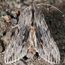 Cucullia strigata